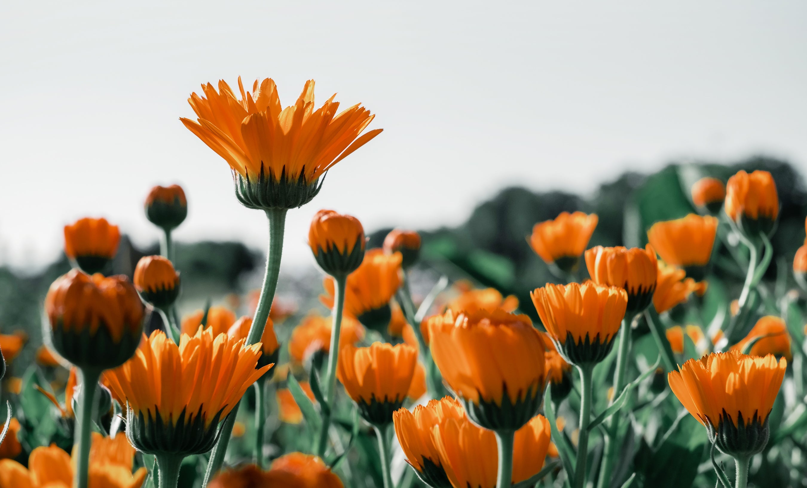 plant-powered-pangea-organics