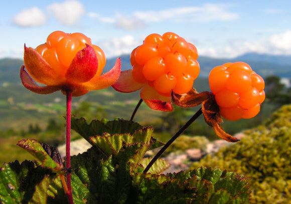 The Golden Fruit of Iceland: The History and Beauty Benefits of Cloudberries in Pangea's Ultra Rich Nourishing Moisturizer