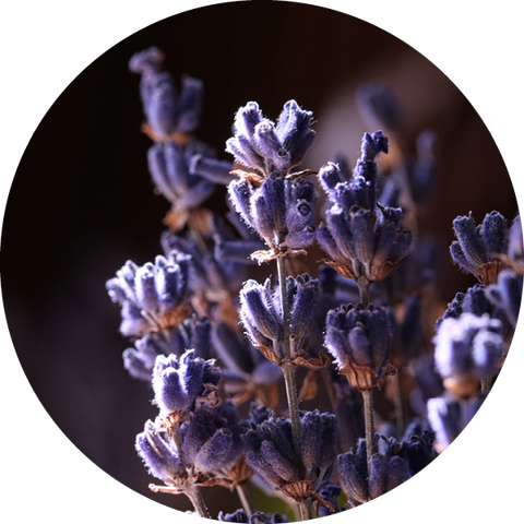 Giara Media Dried Lavender & Oak