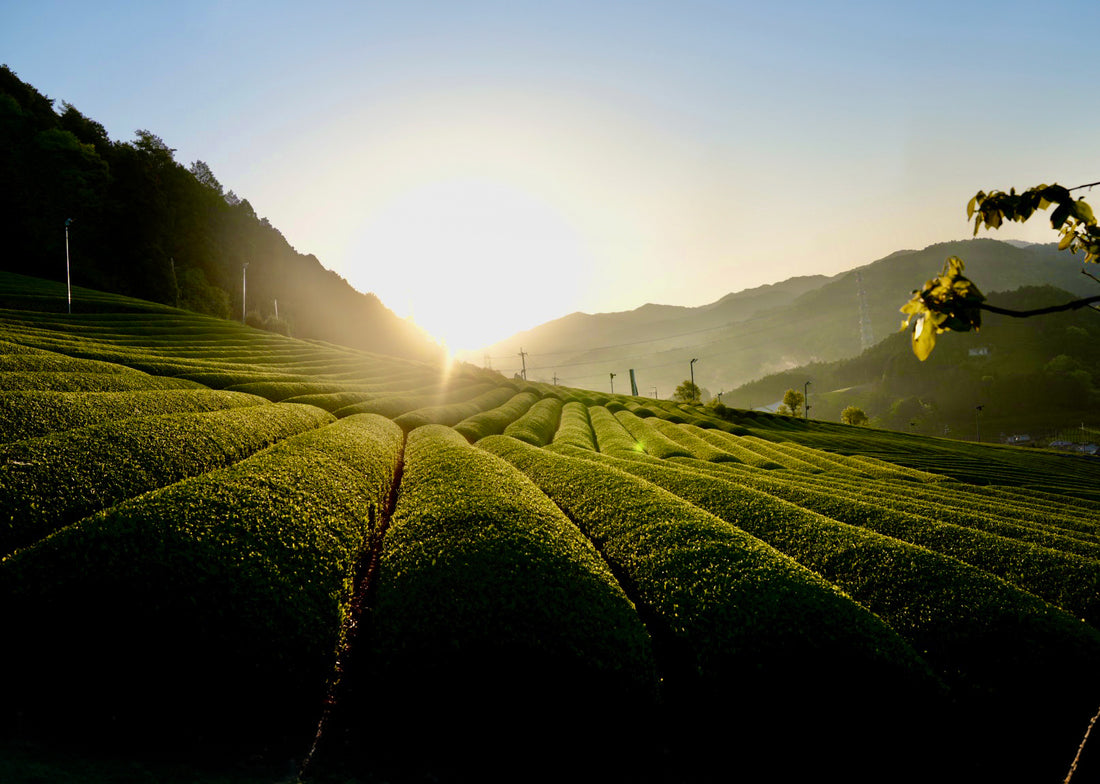 The Magic of Japanese Organic Matcha in our Superfood Smoothie Mask