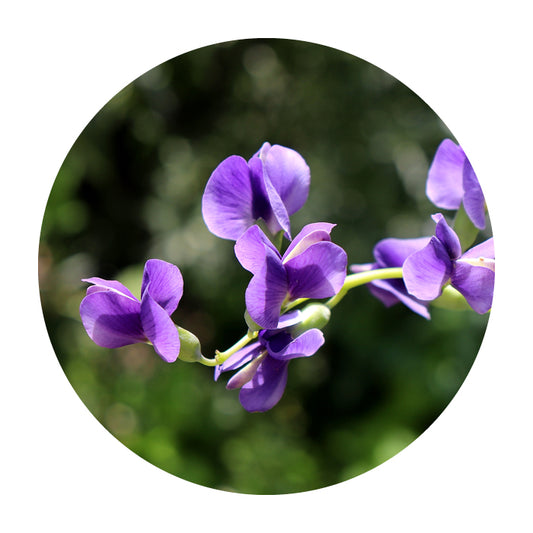 Wild Indigo