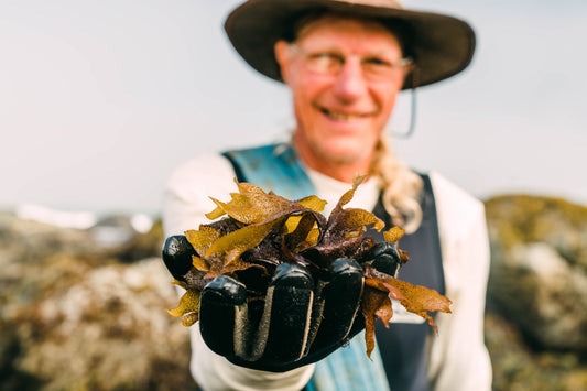 The Californian Trio: Gigartina, Wakame, and Kombu