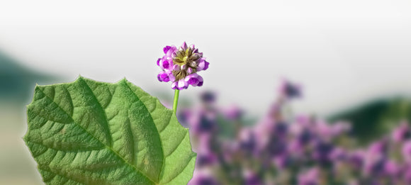 Meet the Bioactives: Bakuchiol