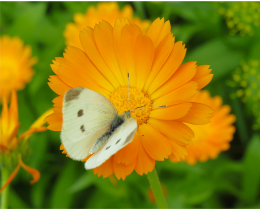The Power of Organic Calendula Extract in Pangea's De-Stress Foaming Cleanser