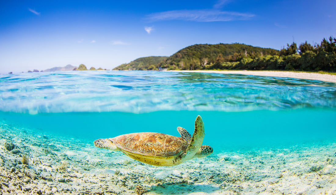 World Sea Turtle Day
