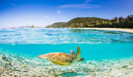 World Sea Turtle Day