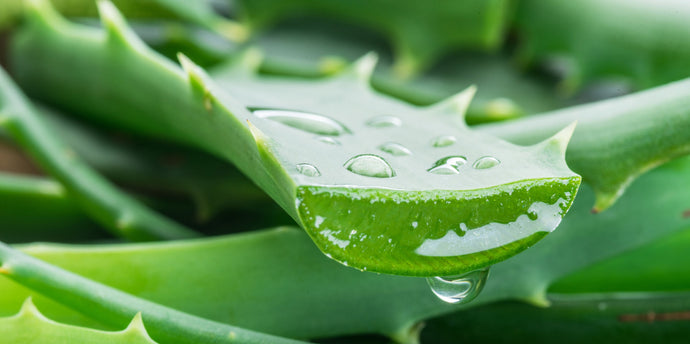 Meet the Bioactives: Aloe