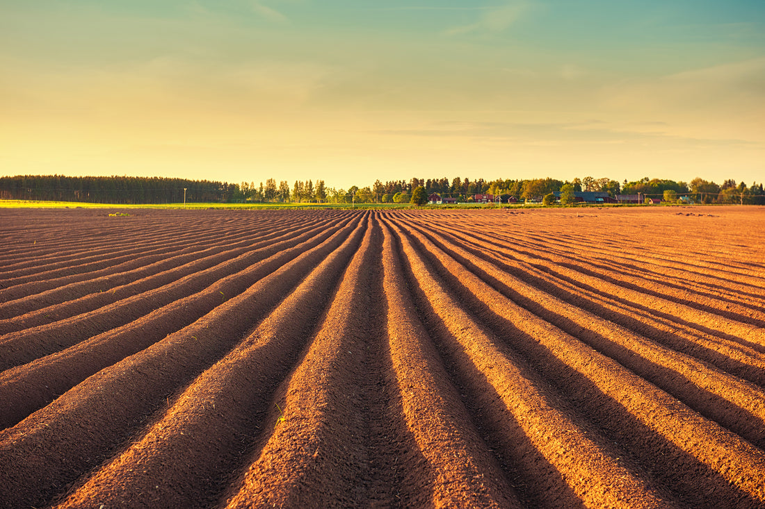 World Soil Day