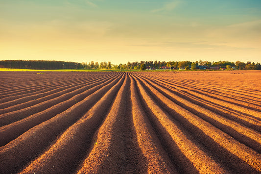 World Soil Day