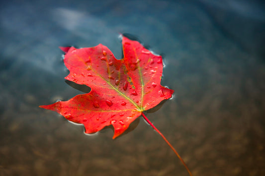 Meet the Bioactives: Maple Leaf Extract