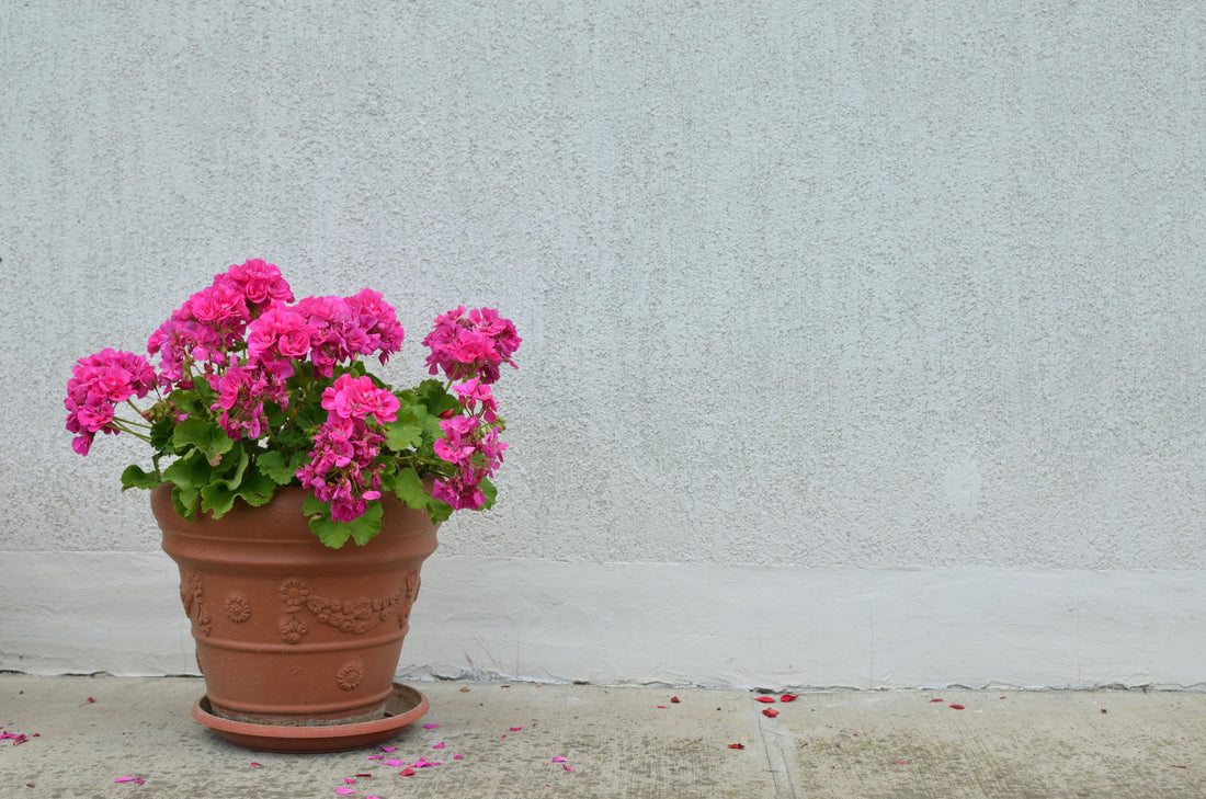 Egyptian Geranium and Bergamot