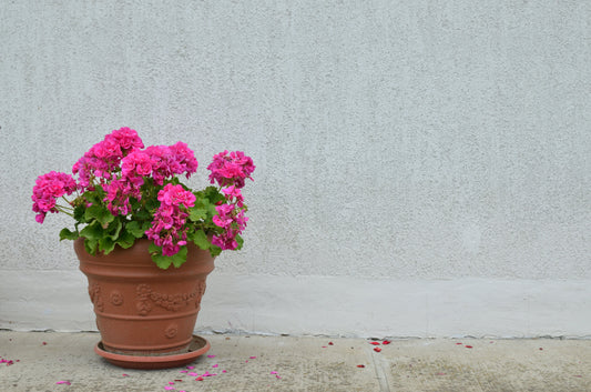 Egyptian Geranium and Bergamot