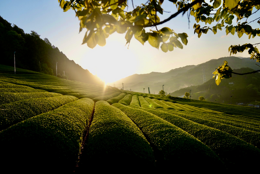 Meet Our Matcha Makers