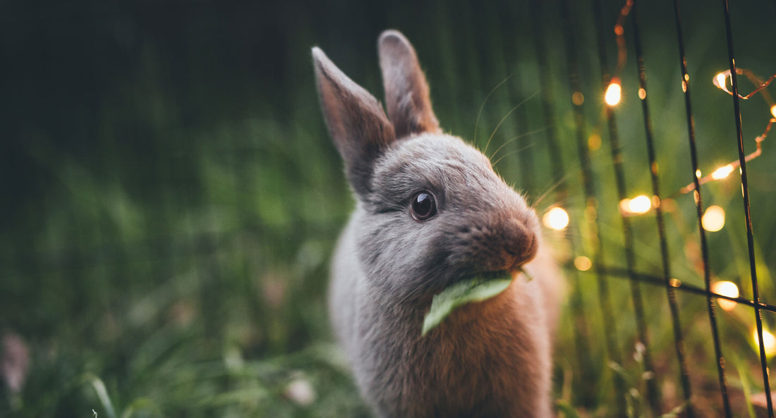 Our Alliance with Leaping Bunny