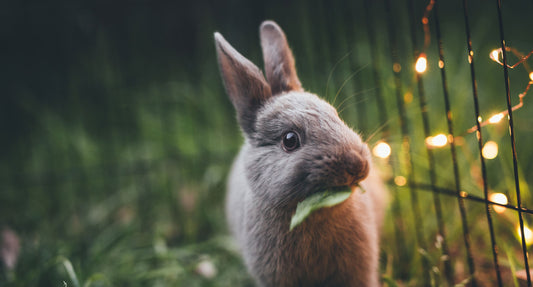 Our Alliance with Leaping Bunny