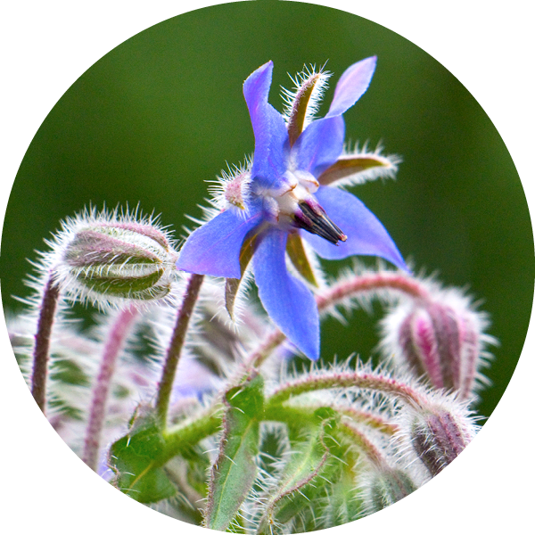 Borage Oil Skin Benefits