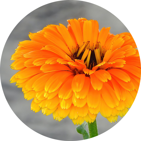Calendula Benefits For Skin