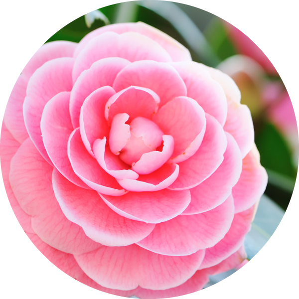Camellia oil for skin