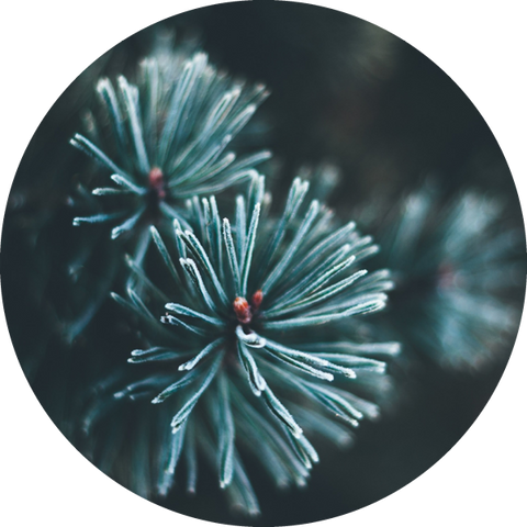 SCENT - Canadian Pine and White Sage
