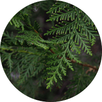 SCENT - Catalonian Cypress and Juniper