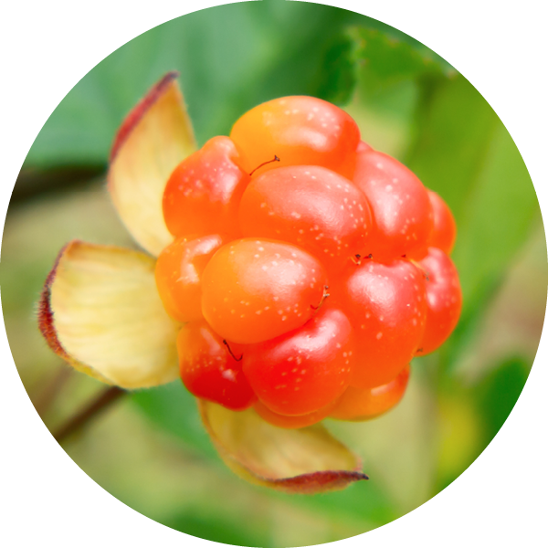 Bioactive - Cloudberry