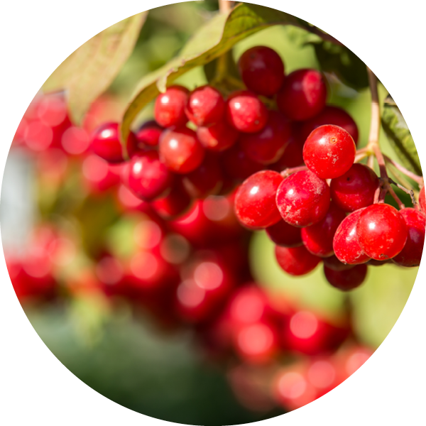 Bioactive - Cranberry