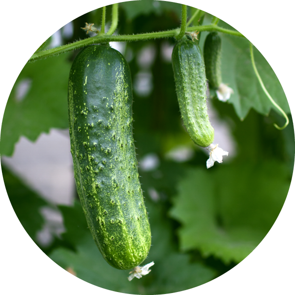 Cucumber Seed Oil Skin Benefits
