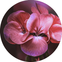 SCENT - Egyptian Geranium and Bergamot