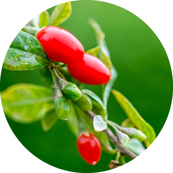 Goji Berry Benefits For Skin