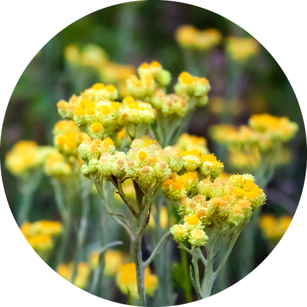 Bioactive - Helichrysum Oil