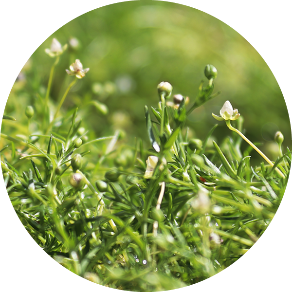Bioactive - Irish Moss