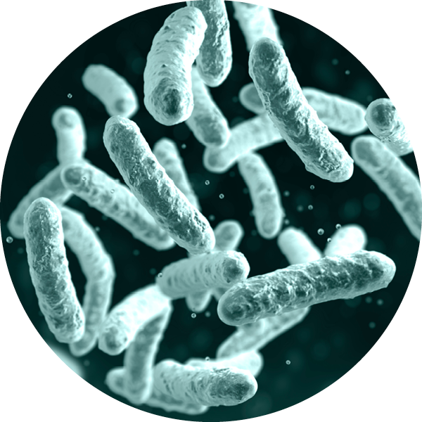 Bioactive - Lactobacillus