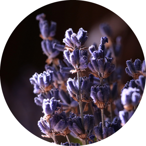 SCENT - Pyrenees Lavender and Cardamom