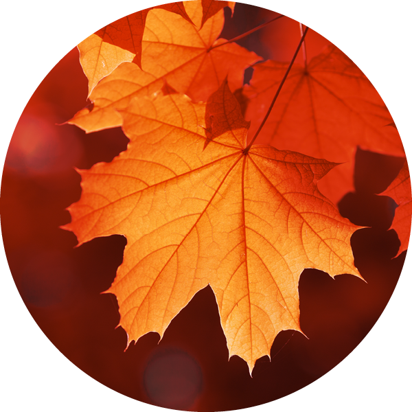 Maple Leaf Extract For Skin