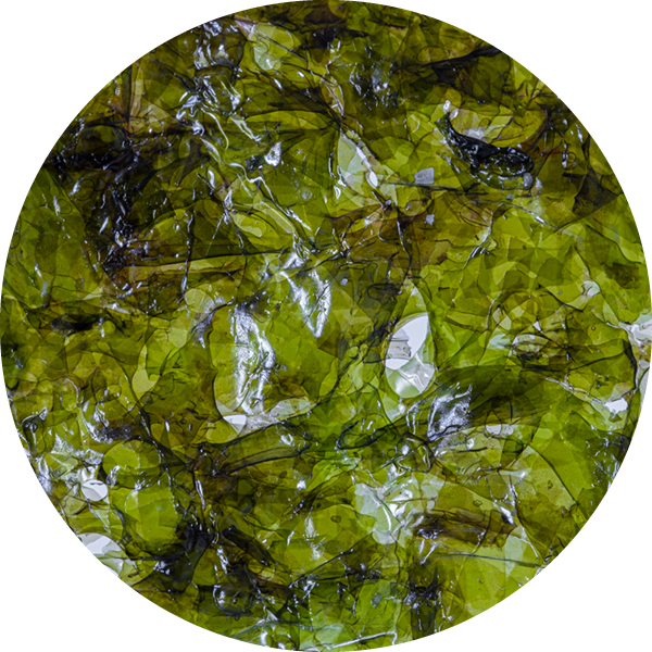 Bioactive - Nori