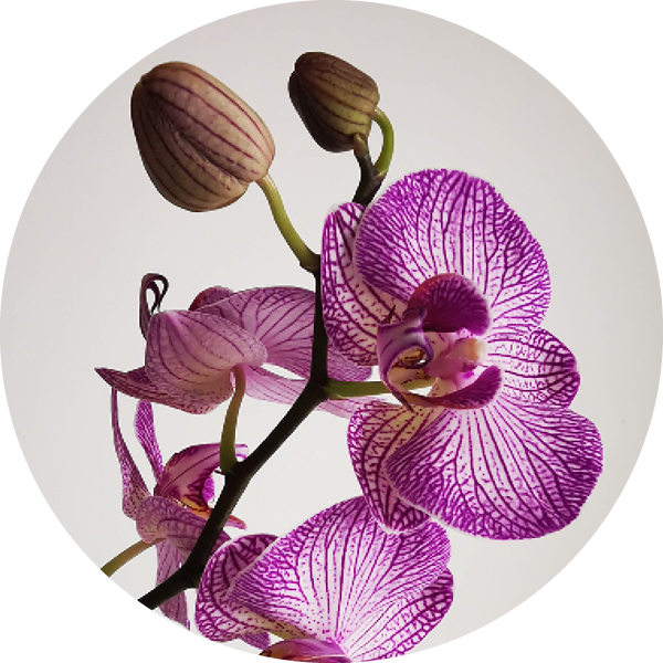 Bioactive - Orchid Oil