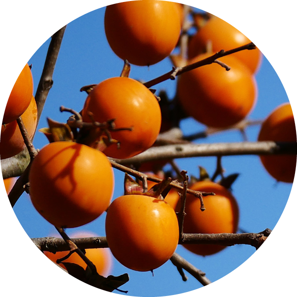Bioactive - Persimmon