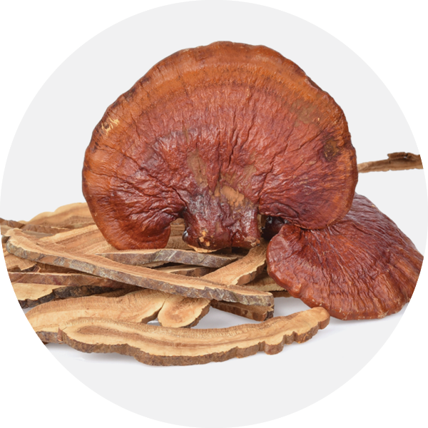 Bioactive - Reishi Mushroom