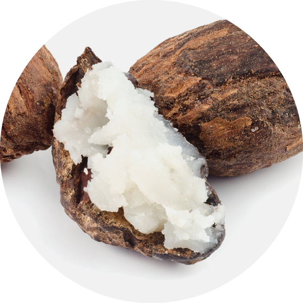 Bioactive - Shea Butter