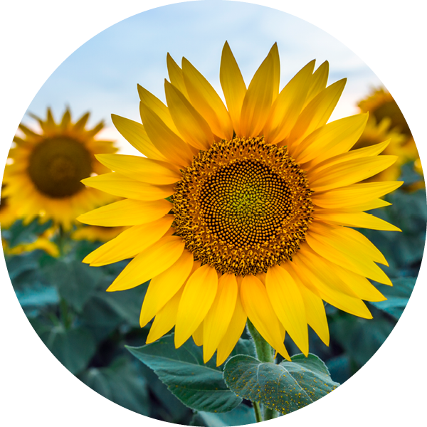 Bioactive - Sunflower Oil