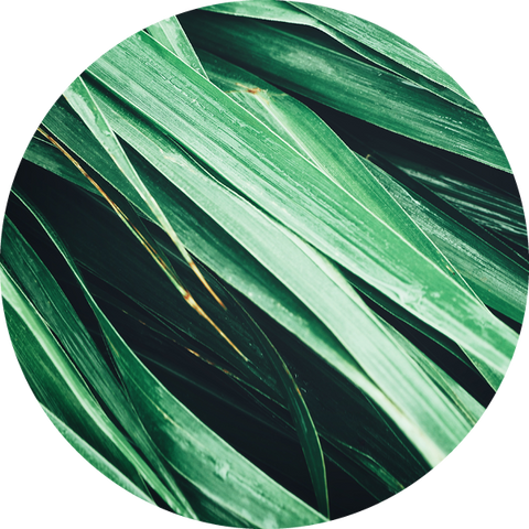 SCENT - Haitian Vetiver and Mandarin Rind