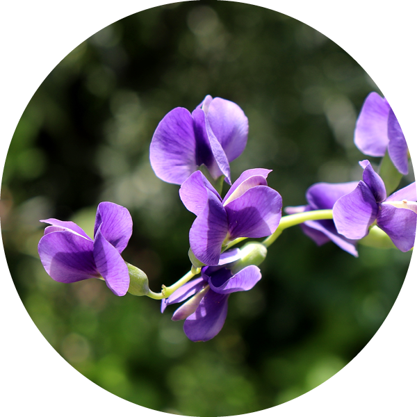 Wild Indigo Skin Benefits