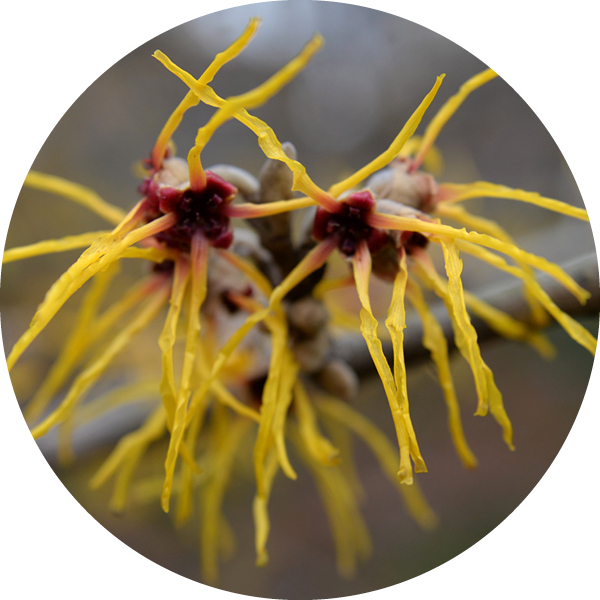 Bioactive - Witch Hazel